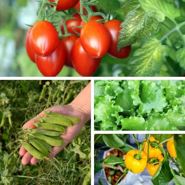 Best vegetables to grow in a small garden