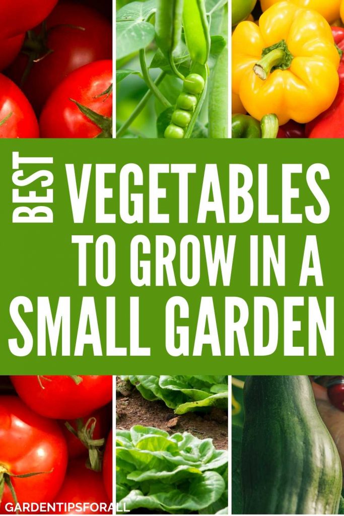 Best vegetables to grow in small spaces