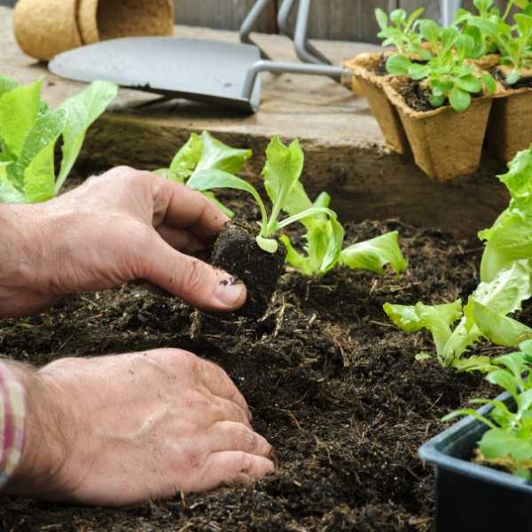 How to Start a Vegetable Garden from Scratch