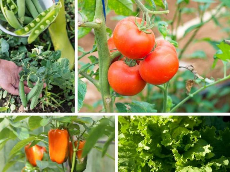Best Vegetables to Grow in a Small Garden