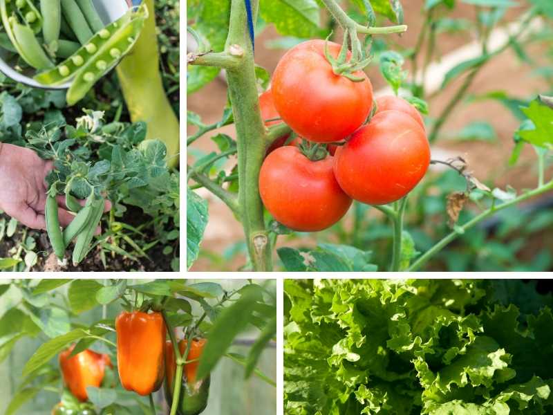 The best vegetables to grow in a small garden