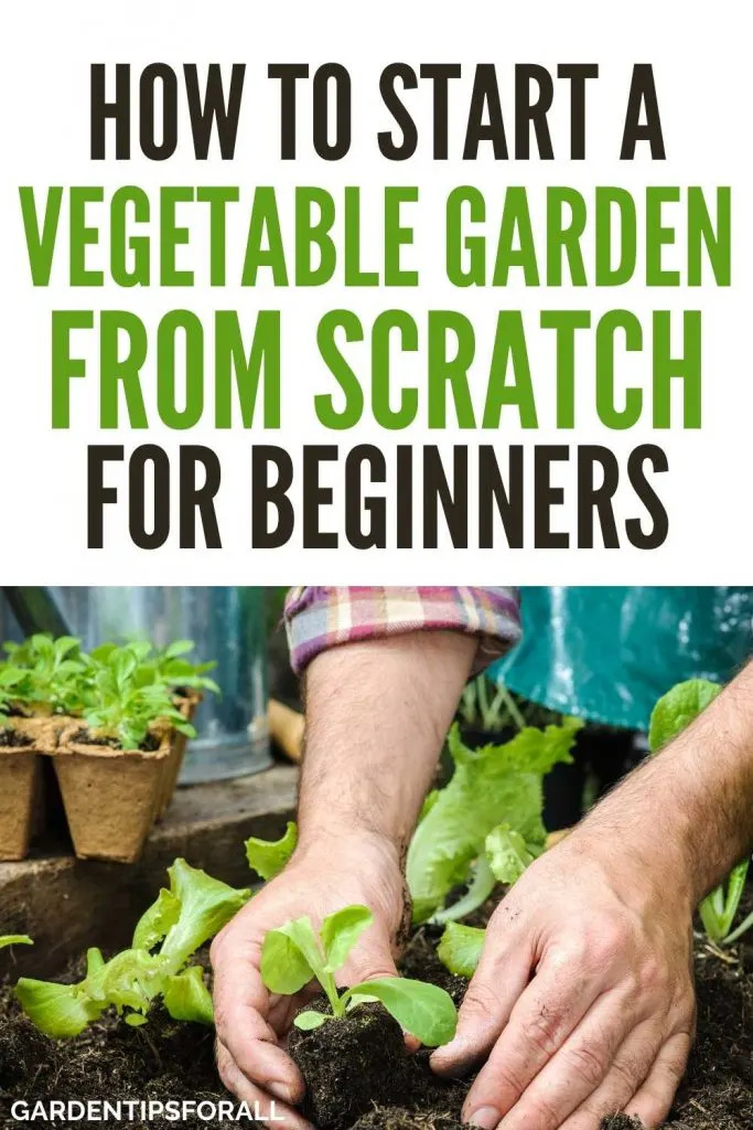 Tips to Starting a Vegetable Garden from Scratch for Beginners