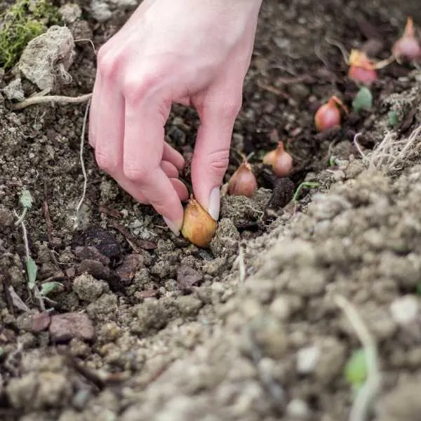 A woman planting vegetable seeds according to direction