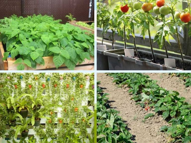 Basic Vegetable Garden Layout Ideas