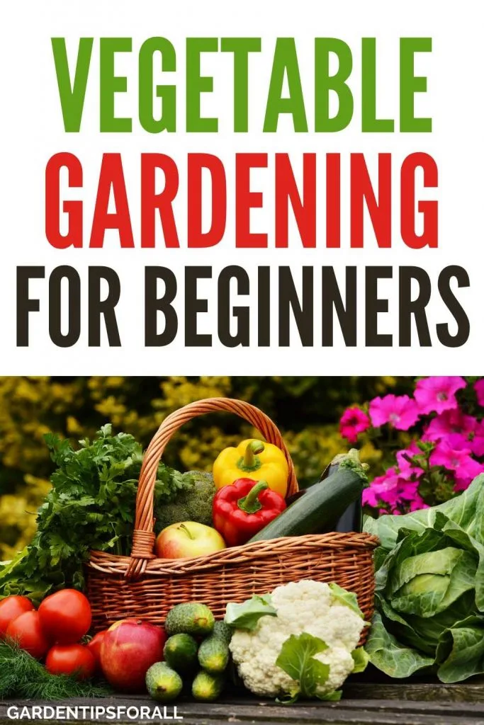 A simple beginners guide to vegetable gardening