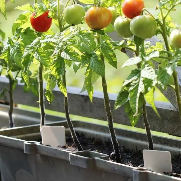 Container garden layout