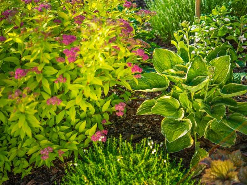 Different types of garden plants to grow
