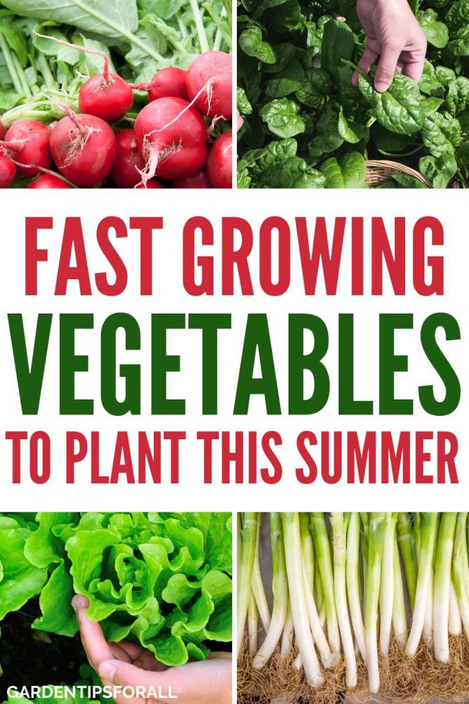 Fast growing vegetable plants