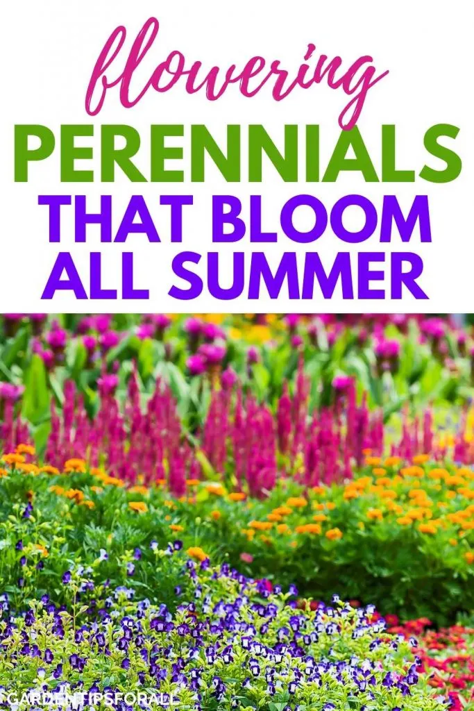 Perennial flowers that bloom all summer