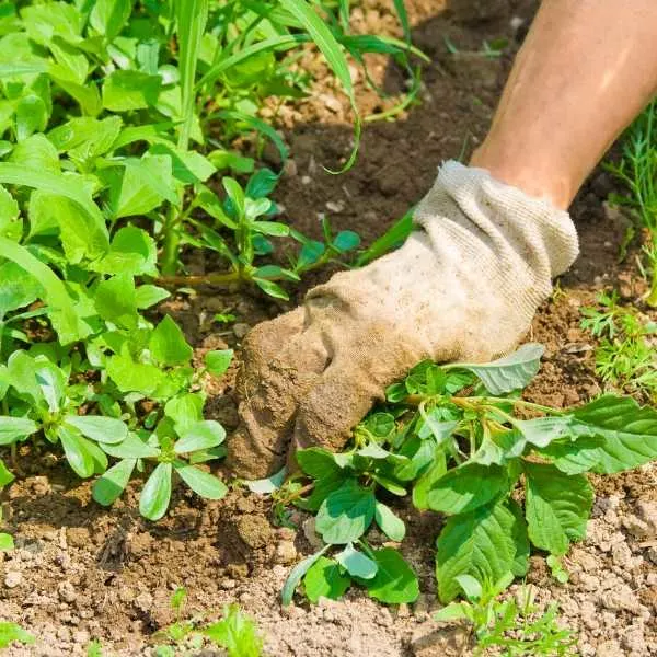 Someone maintaining a garden