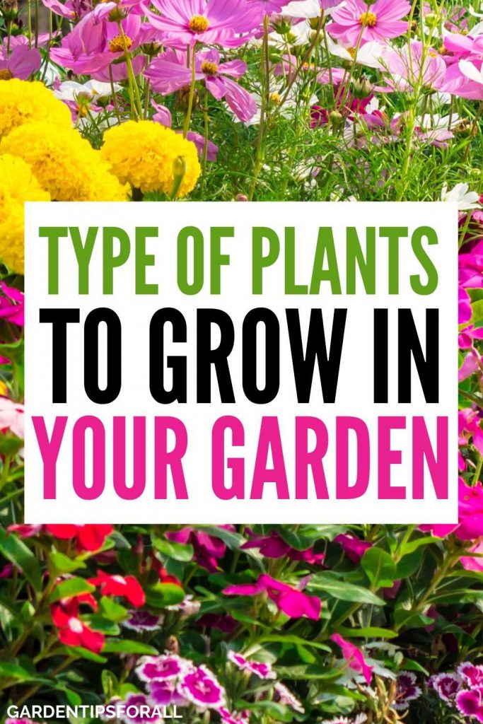 Types of plants to grow in your garden