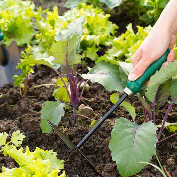 Vegetable gardening tips for beginners