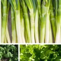 cropped-Fast-growing-vegetables-for-summer.jpg