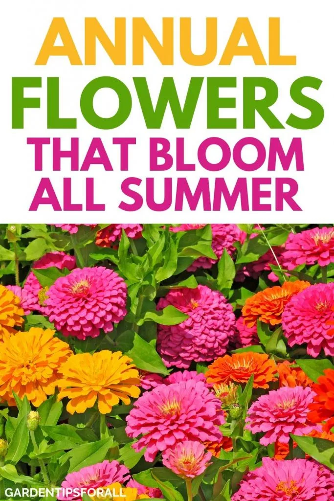 Annual flower plants that bloom all summer