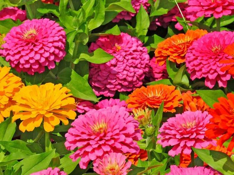 10 Annual Flowers that Bloom all Summer