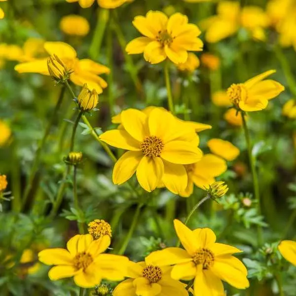 Bidens annual flower