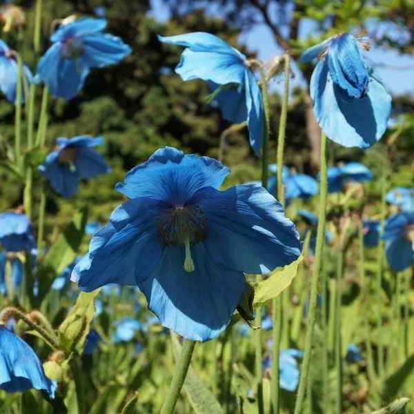 Blue Himalayan Poppies