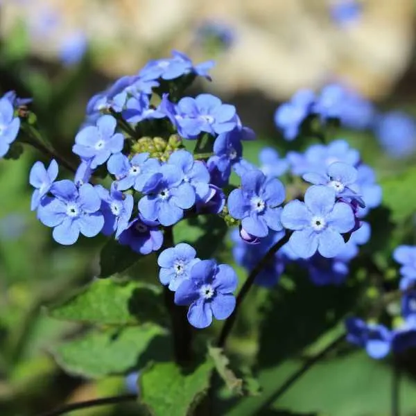 Brunnera is a low maintenance perennial for shade