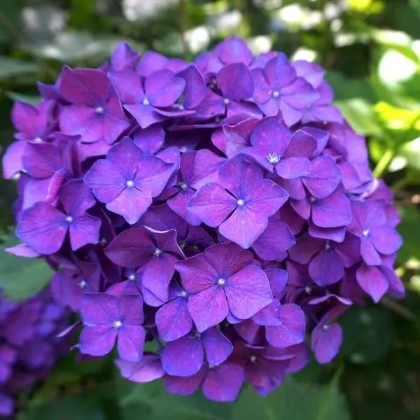 Change color hydrangea to purple