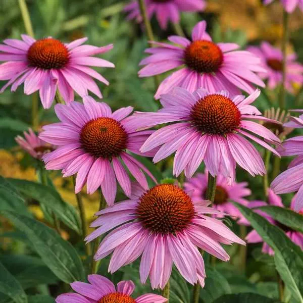 Coneflowers