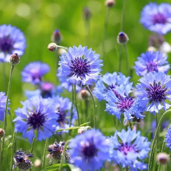 Cornflower