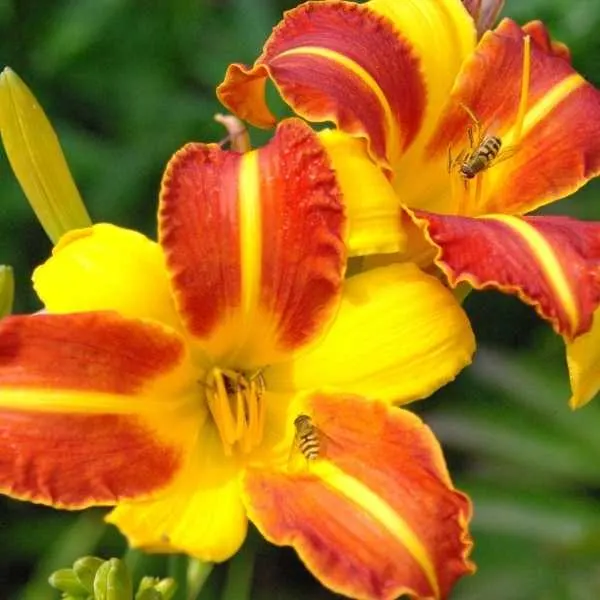 Daylily