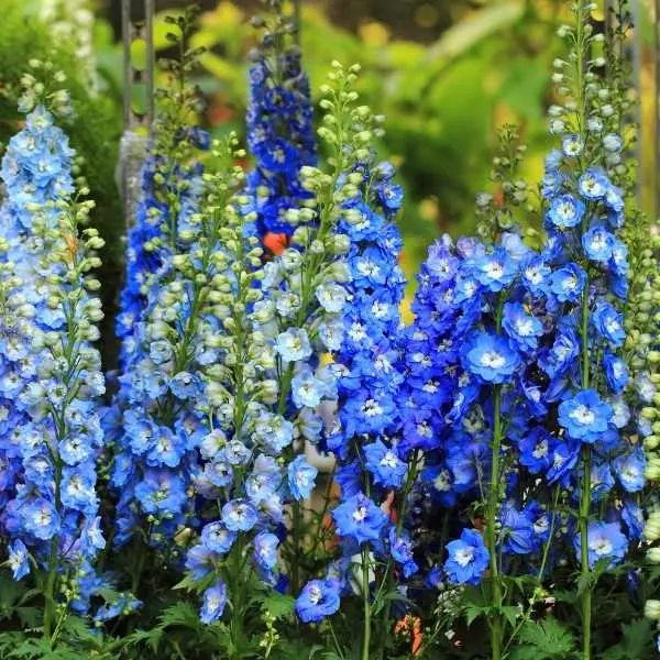 Delphinium