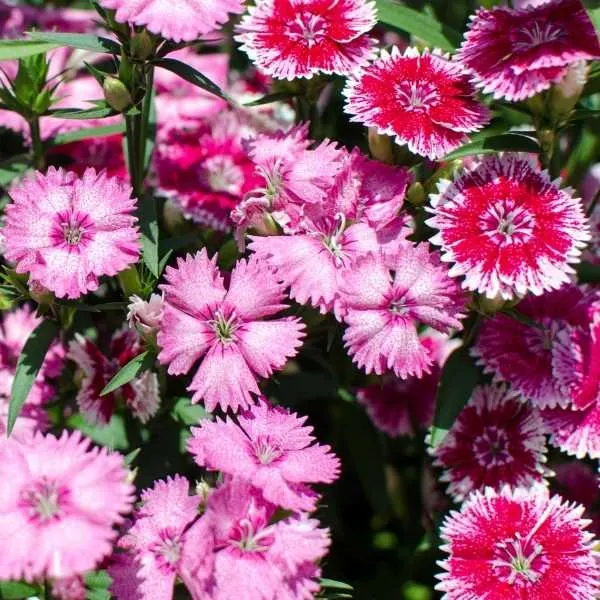 Dianthus