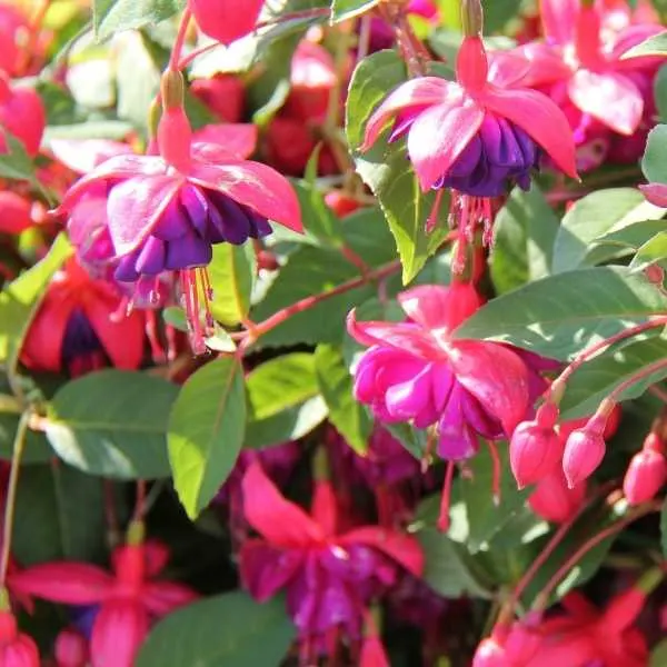 Hardy Fuchsias 