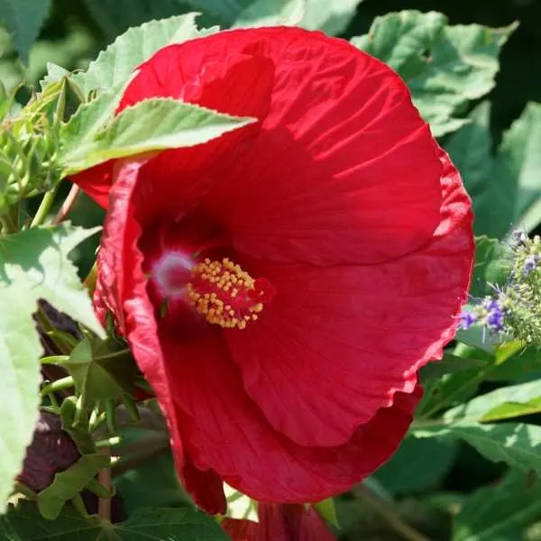 Hardy hibiscus is a low maintenance sun perennial flower