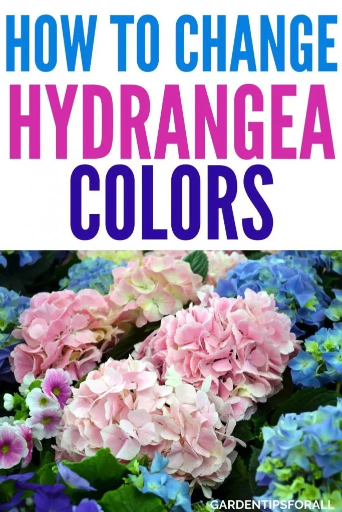 How to change hydrangea flower color