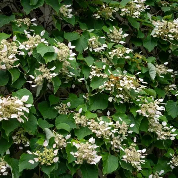 Hydrangea Anomala ssp. Petiolaris