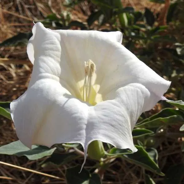 Jimson weed flower plant