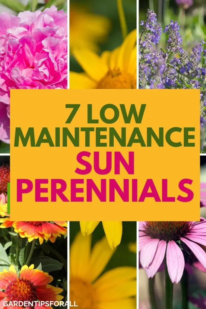 Low maintenance full sun perennials to plant