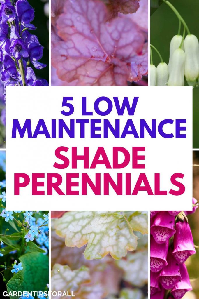 Low maintenance perennials for shade garde space