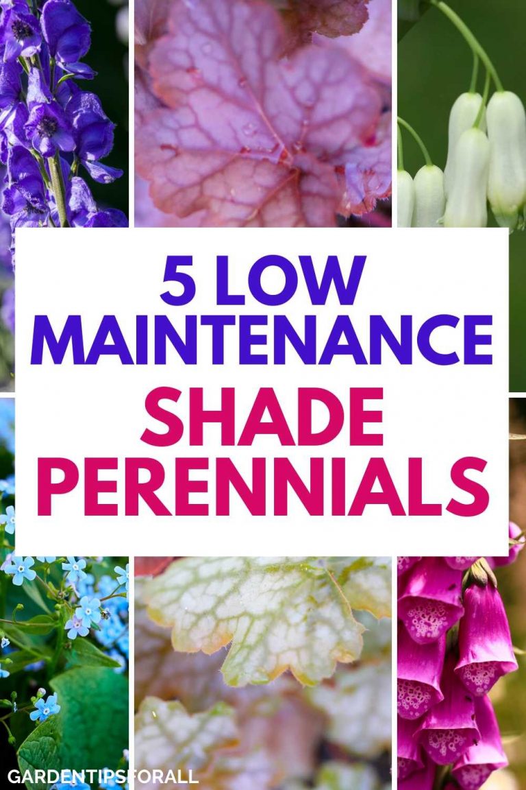 5 Low Maintenance Shade Perennials to Grow in Your Garden