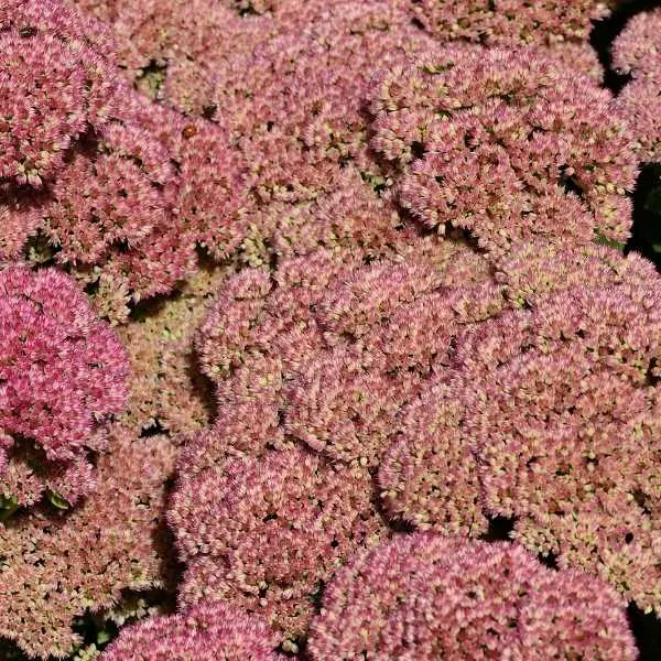 Sedum