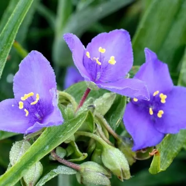 Spiderwort