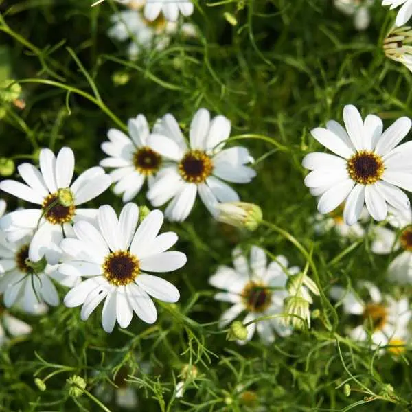 Swan River Daisy