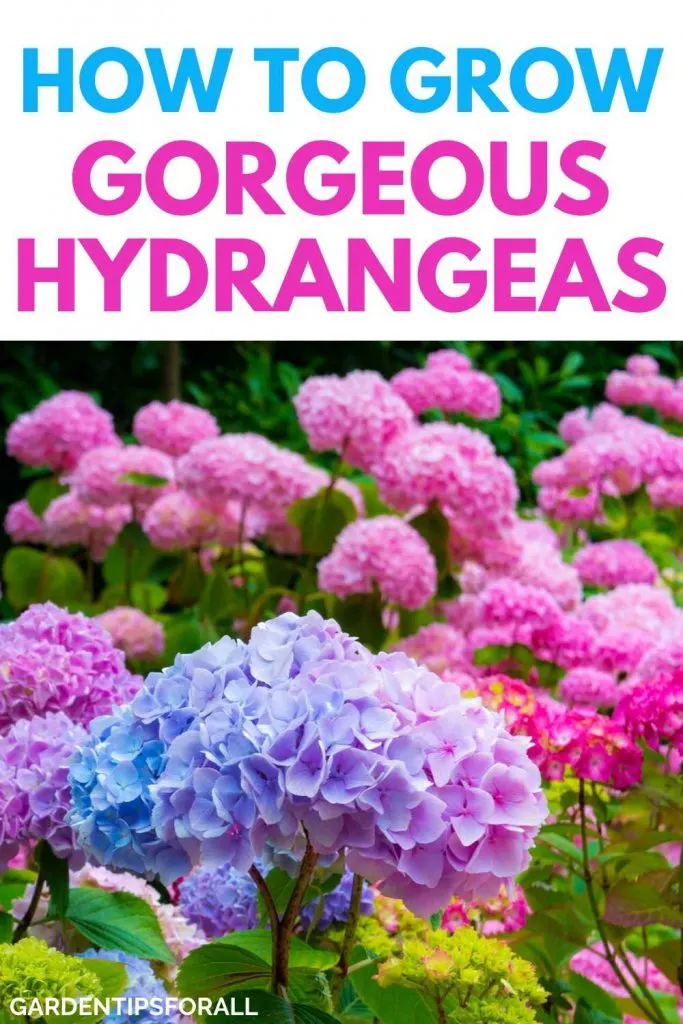Tips on growing hydrangea flowers