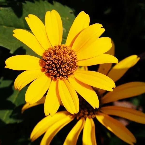Tuscan sun perennial sunflower