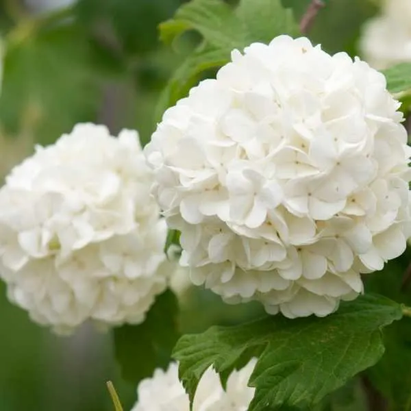 White hydrangea flower plant