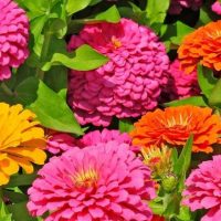 cropped-Annual-flowers-that-bloom-all-summer.jpg