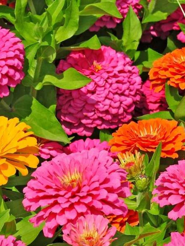 Flowering Annuals that Bloom All Summer