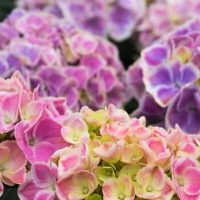 cropped-How-to-change-hydrangea-colors.jpg