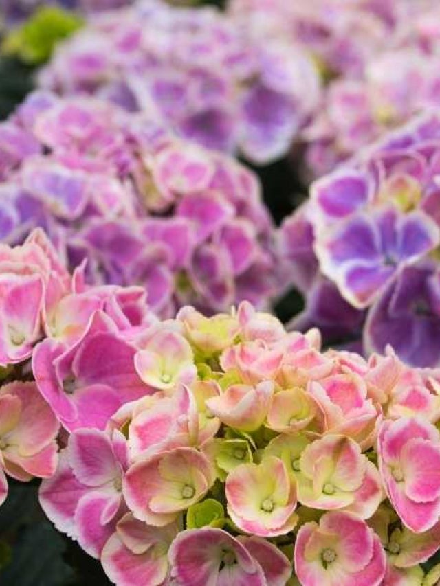 Tips for Changing the Color of Hydrangeas