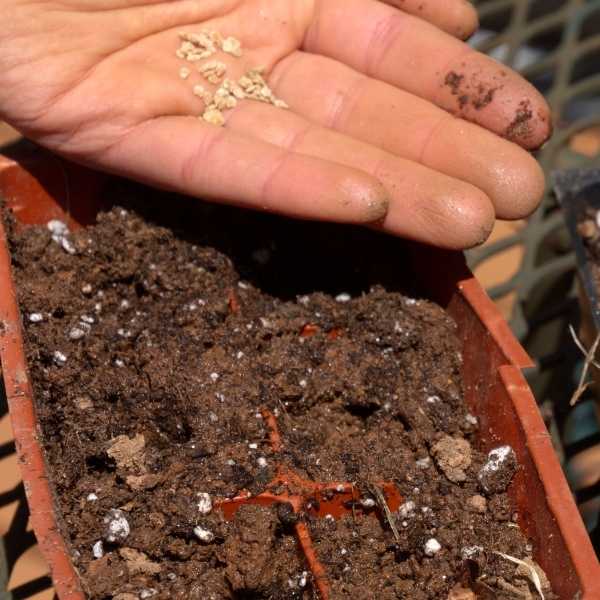 Best time to plant tomato seeds