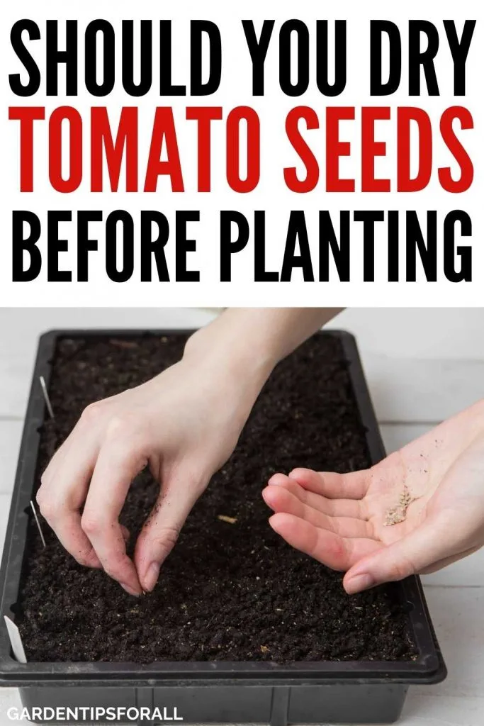 Do I need to dry tomato seeds before planting