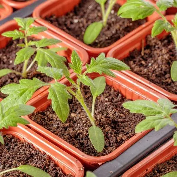How to make tomato seeds grow faster