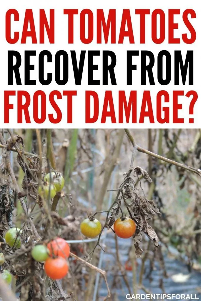 Can tomato plants recover from frost damage